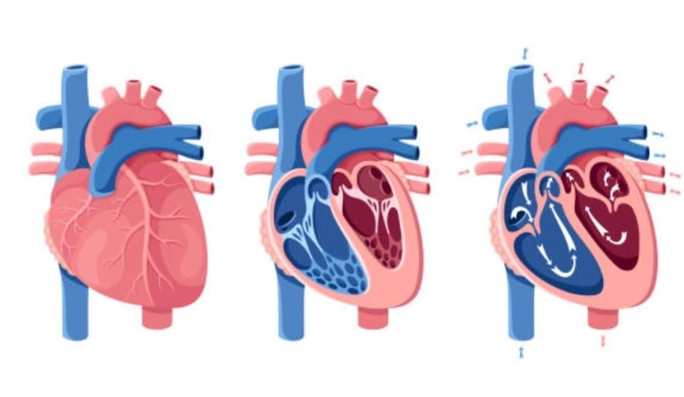 Meditații pentru examenul de bacalaureat biologie și admitere!!!