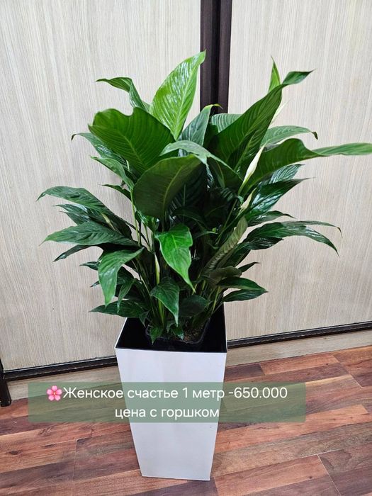 Монстеры и Замиокулькасы