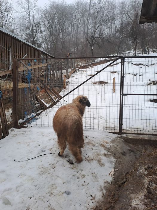 Vand berbec  mior breaz