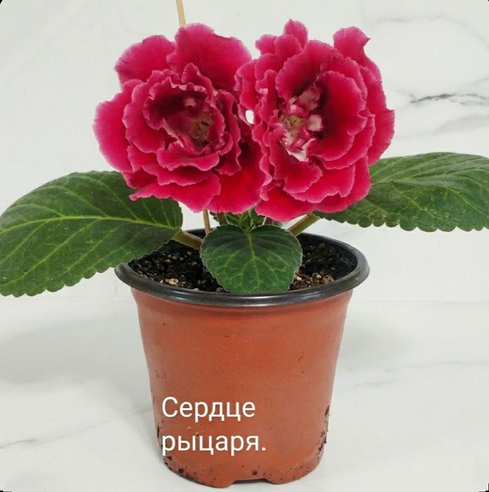 Цветущие   глоксинии.