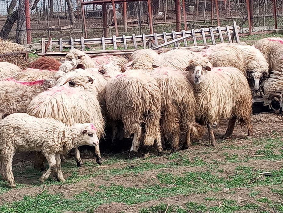De vânzare oi Runcu
