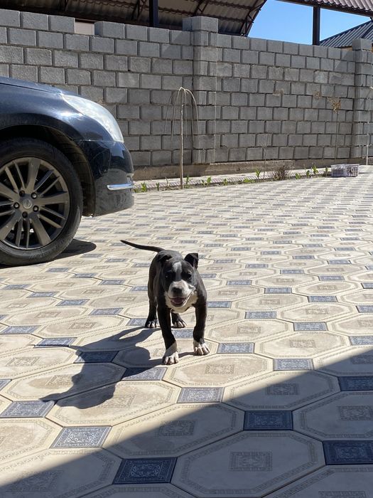 Питбуль pit bull күшік 2 айлық