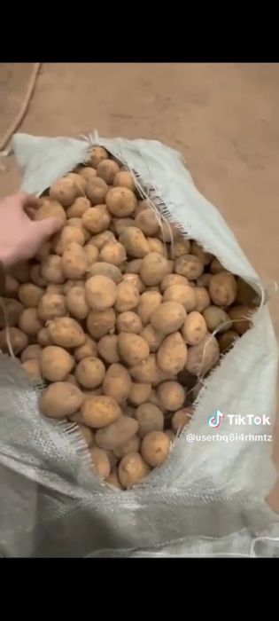 Продам кортошку полторашка