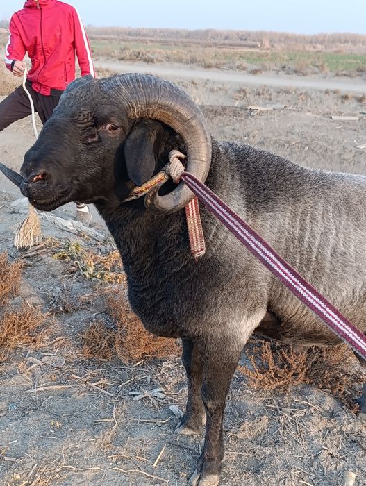 3 Яшар Кучкор Зотга тезда Сотилади