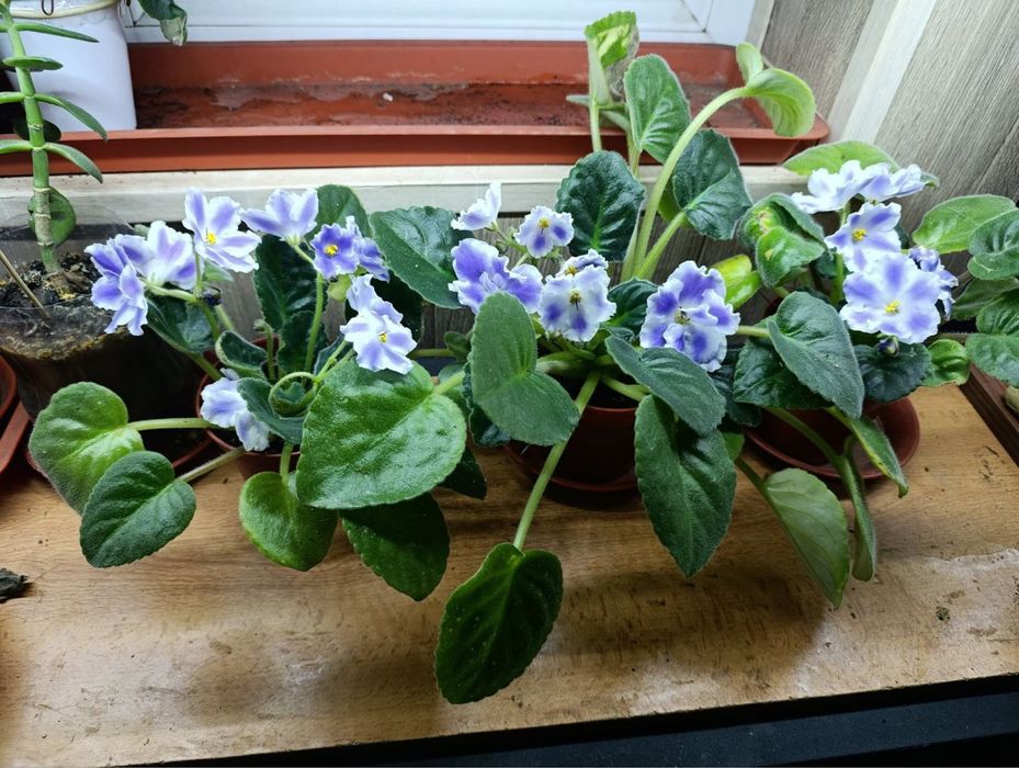 Продаются фиалки