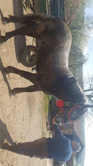 Vnd manza fac 2 ani la toamna originala pecerno