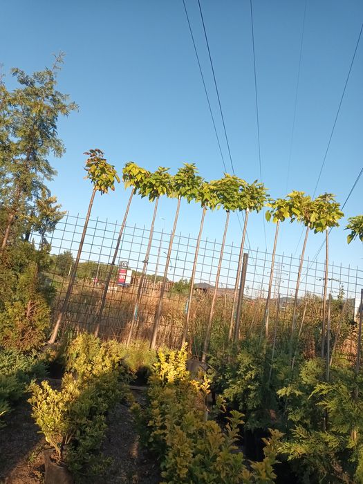 Catalpa globulara 200+ cm/ copaci ornamentali/ plante/ umbra