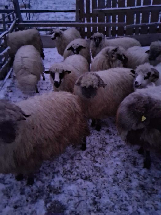 Oi de vanzare,20 bucăți