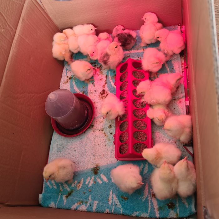 Pui Brahma herminat deschis