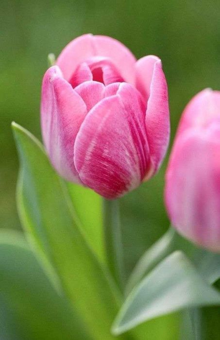 Продам голландский тюльпан