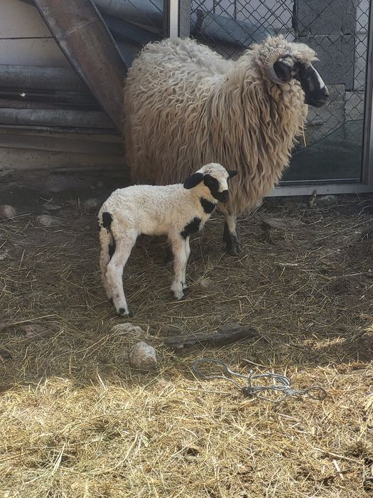 Vand oi cu miei 1400 negociabil