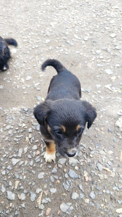 Отдам щенят бесплатно