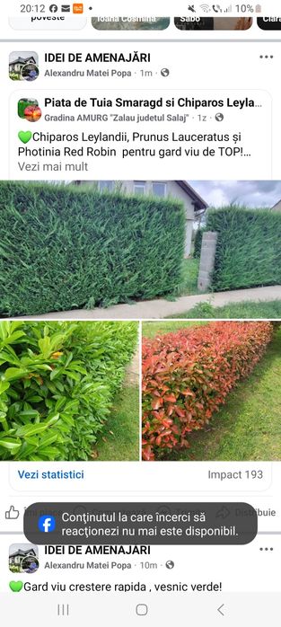 Leylandii Chiparos, Gard Viu