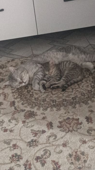 Отдам котят в хорошие руки