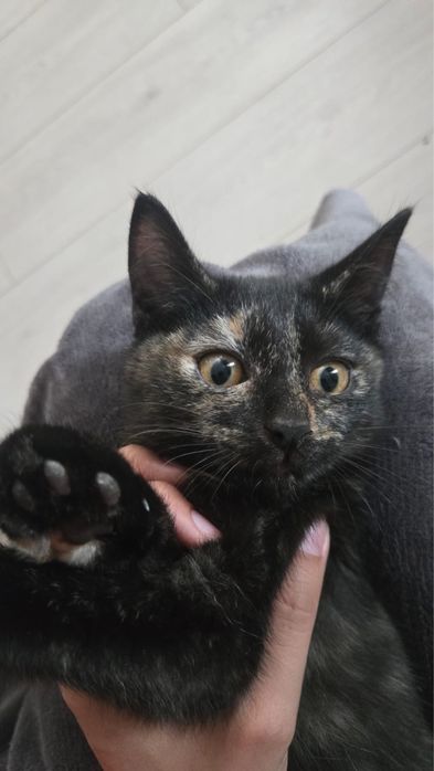 Котёнок девочка ищет дом