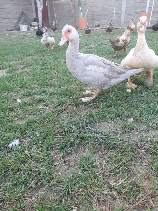 Rațe mute vor să zboare