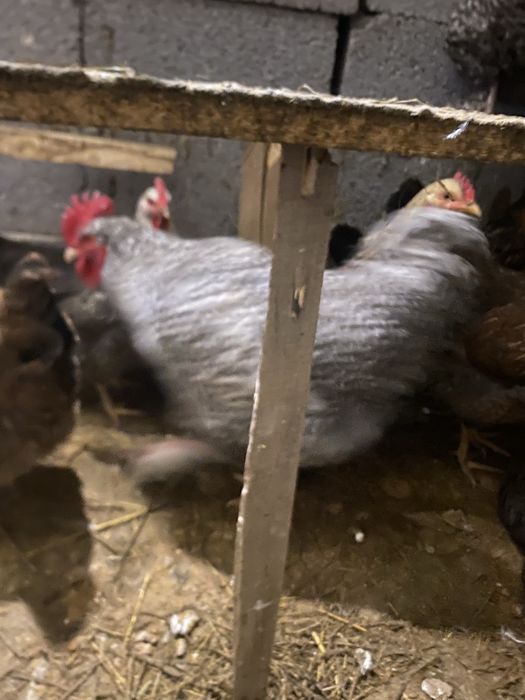 Мехиленский кукушка