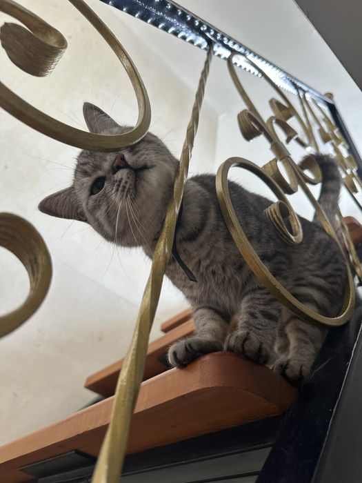 Кот в самые добрые руки