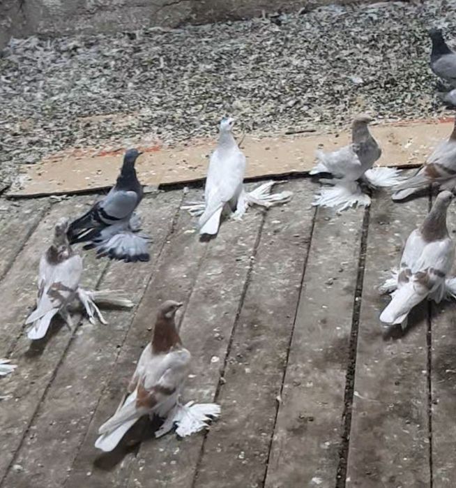 На  продажу   голуби