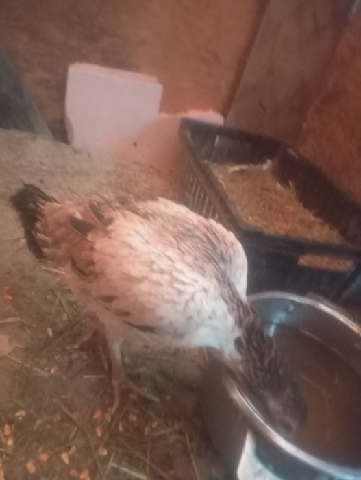 Срочно продам курочку брозильку