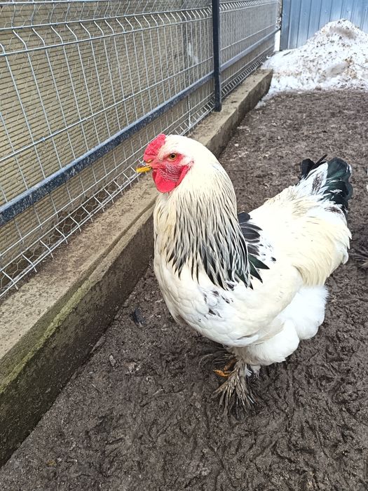 Cocoși brahma  2025