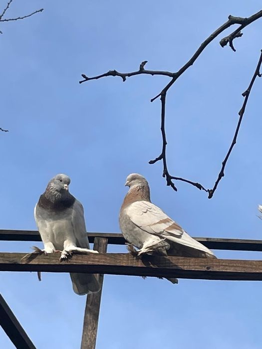 Голуби с лохмами