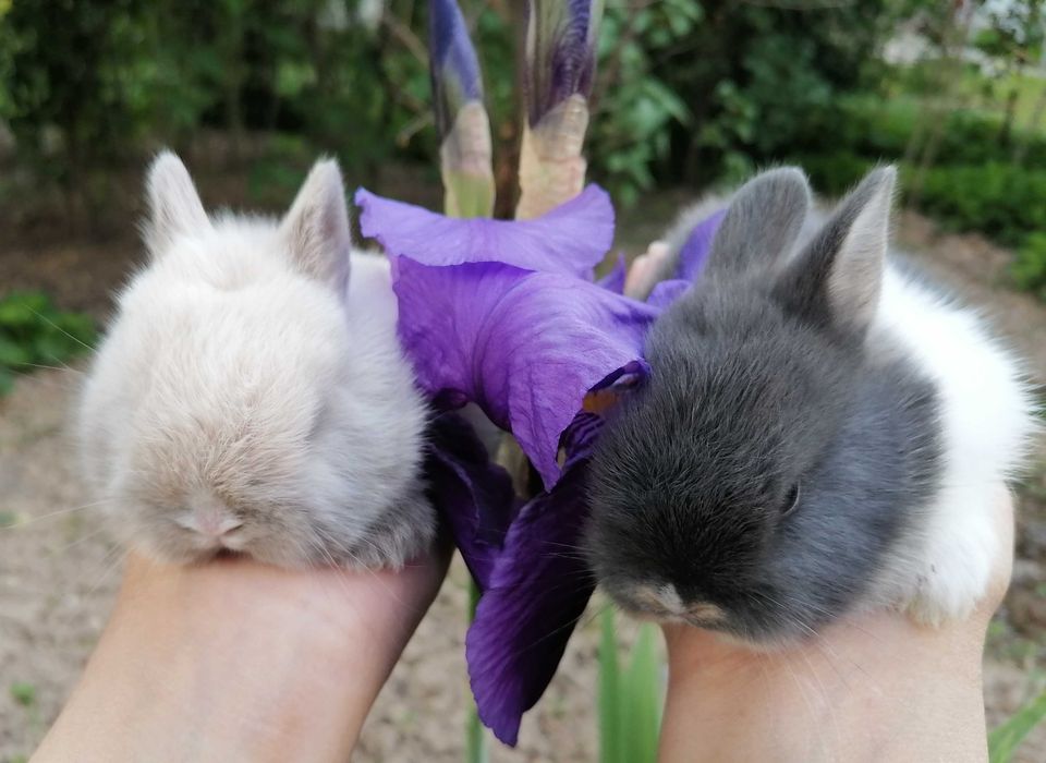 Nederlandskiy karlik quyon bolalari sotiladi