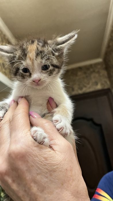 Котята от мамы крысалова