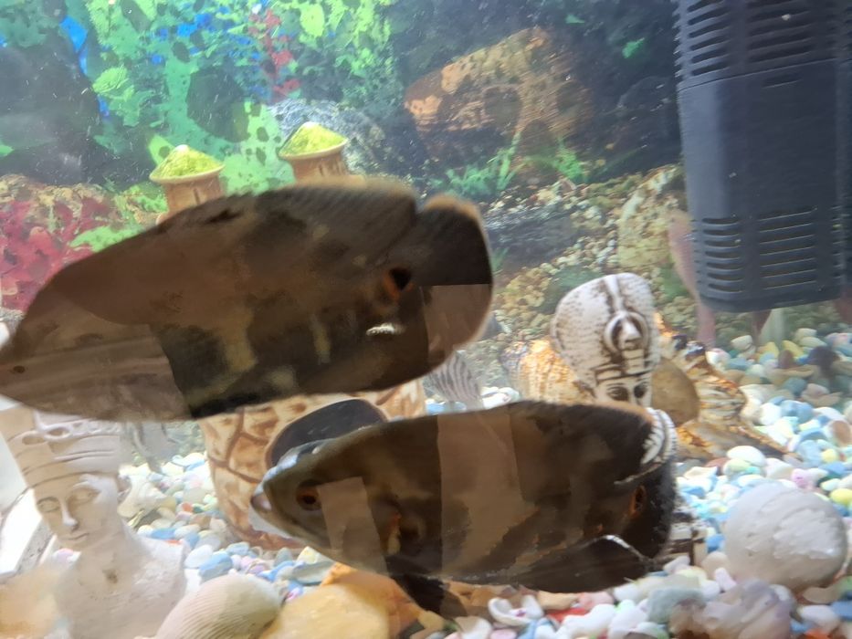 Астранотусы 10см 2шт