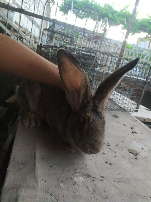 Фландр куйонлар сотилади