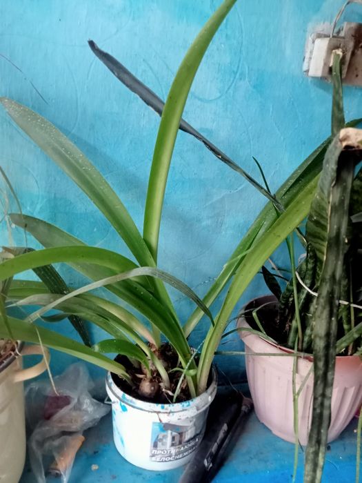 Домашние цветы красивые