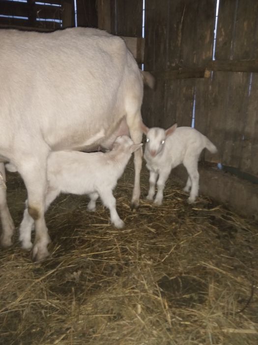 Vând tepisor saanen