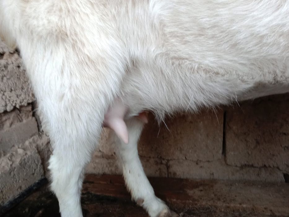 Сауын ешкі, занен, ешкы