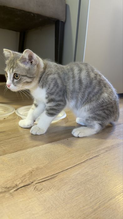 Отдам котенка мальчик