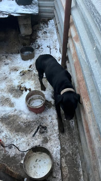 Продам ротвейлер