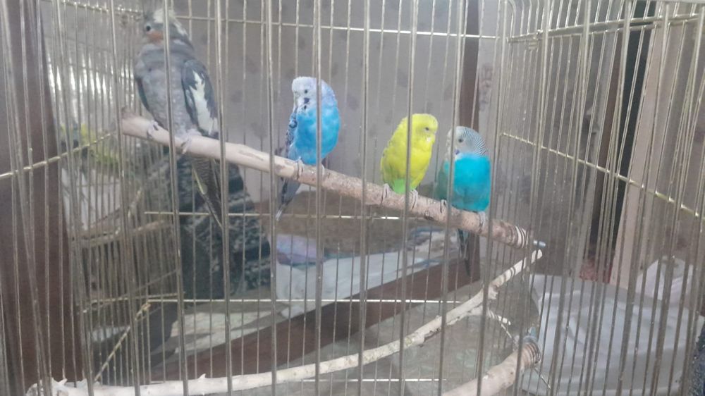 Попугаи. 1 самец 2 самки и корелла самка