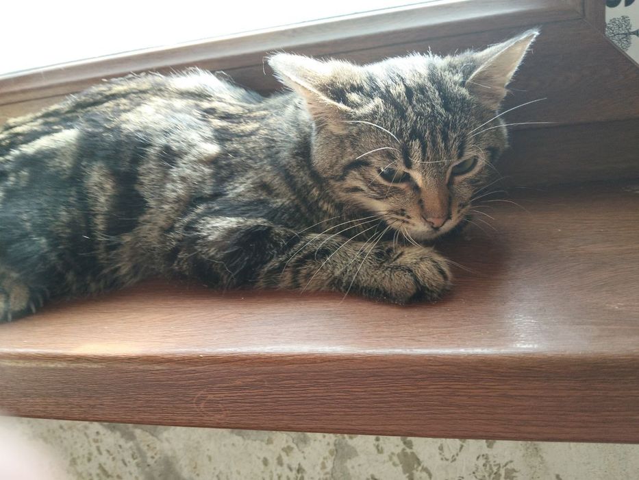 Пристраивается домашнаяя кошка и кот  в добрые ручки,  Чил район