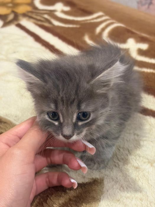 Отдам котят в добрые руки