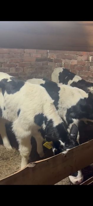 Бычки и телочка телята