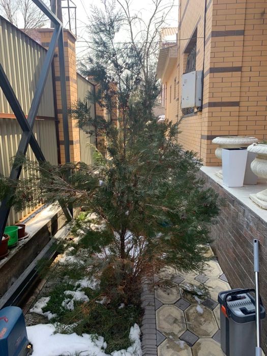 Продается Туя домашняя