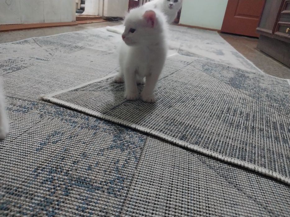 Котята белые мальчик и девочка