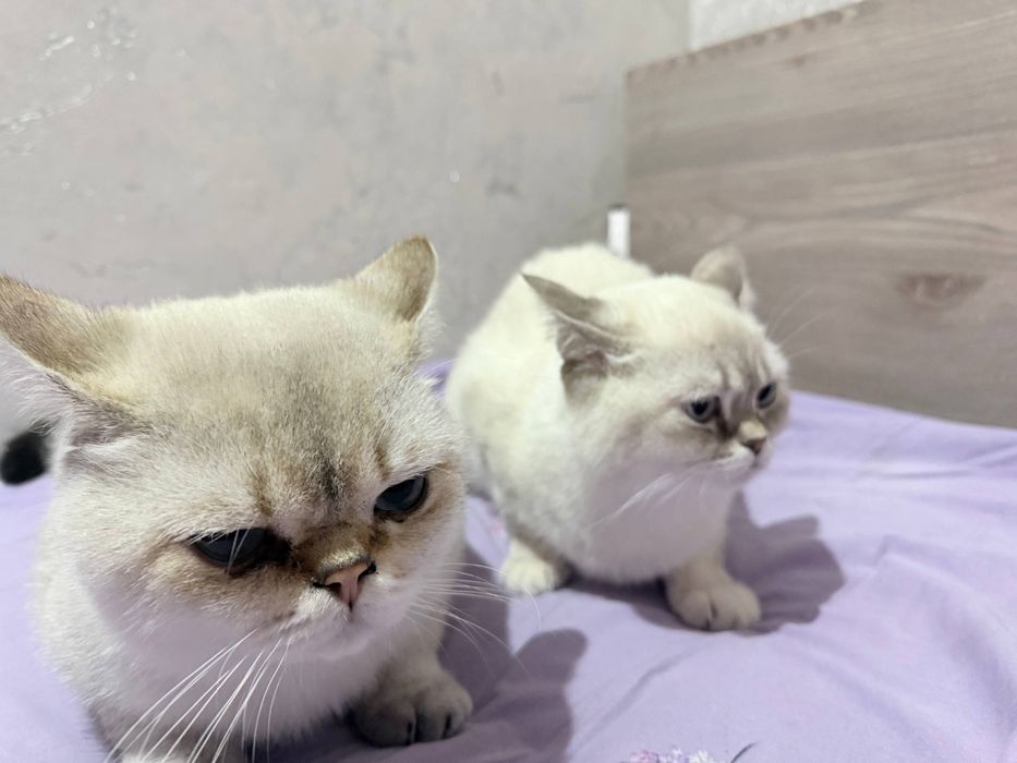 Британский короткошерстной серебристый шиншилла