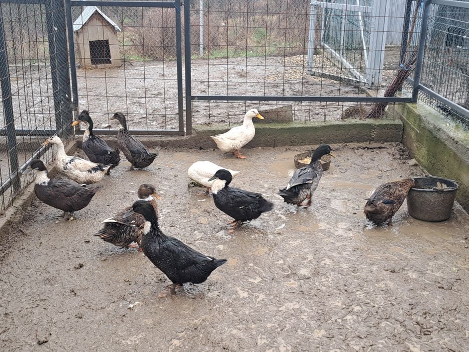 Vând rațe românești tinere