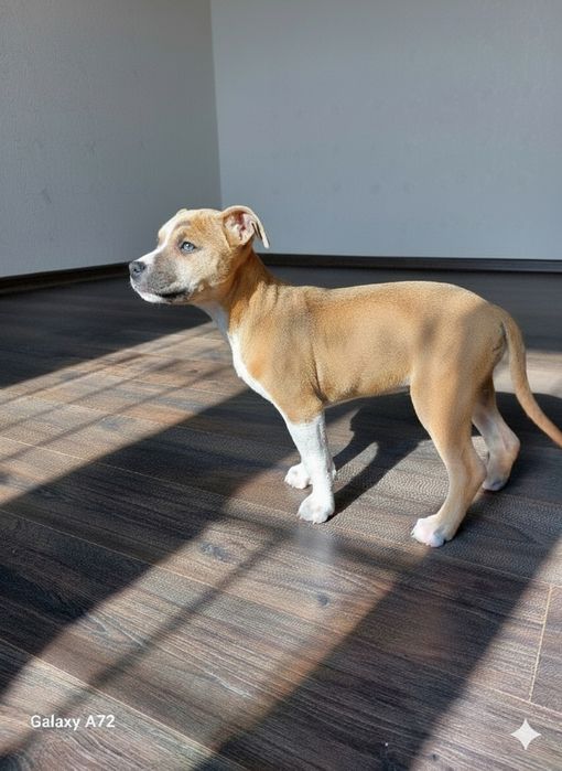 Стаффорд  продажа