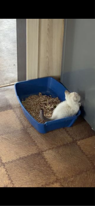 Отдам котят в хорошие руки