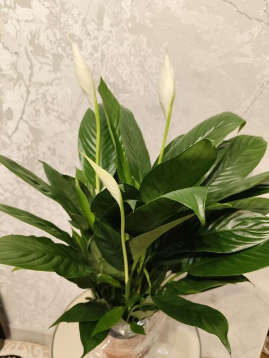 Женское счастье  в наличии