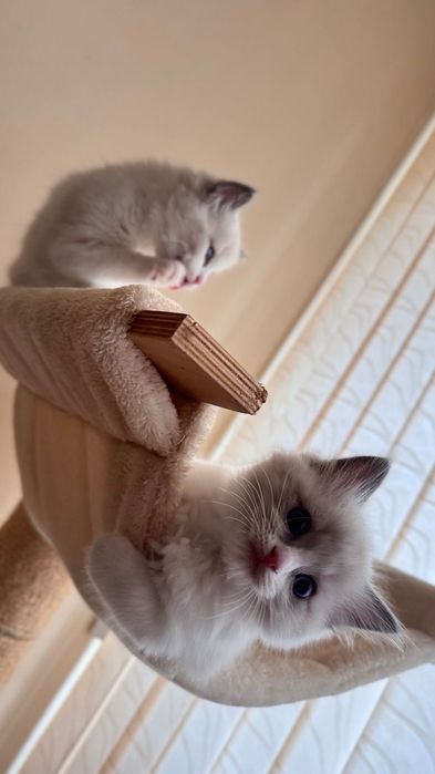 Котка Регдол / Рагдол / Ragdoll cat