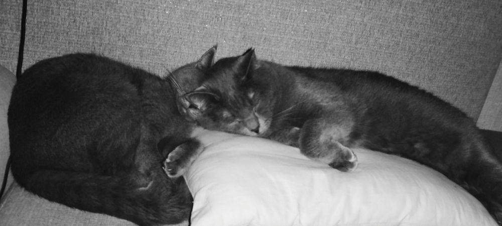 Отдам  в дар котят