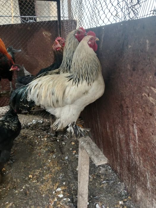 Brama hurozlari sotiladi