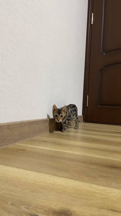 Bengal mushuk котята